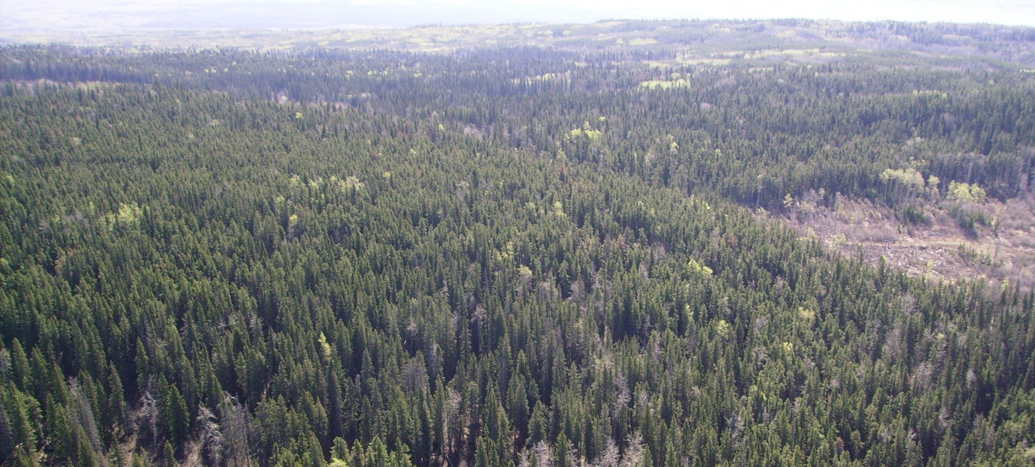 Saulteau First Nations Woodlot Excellence in the Community Woodlots BC