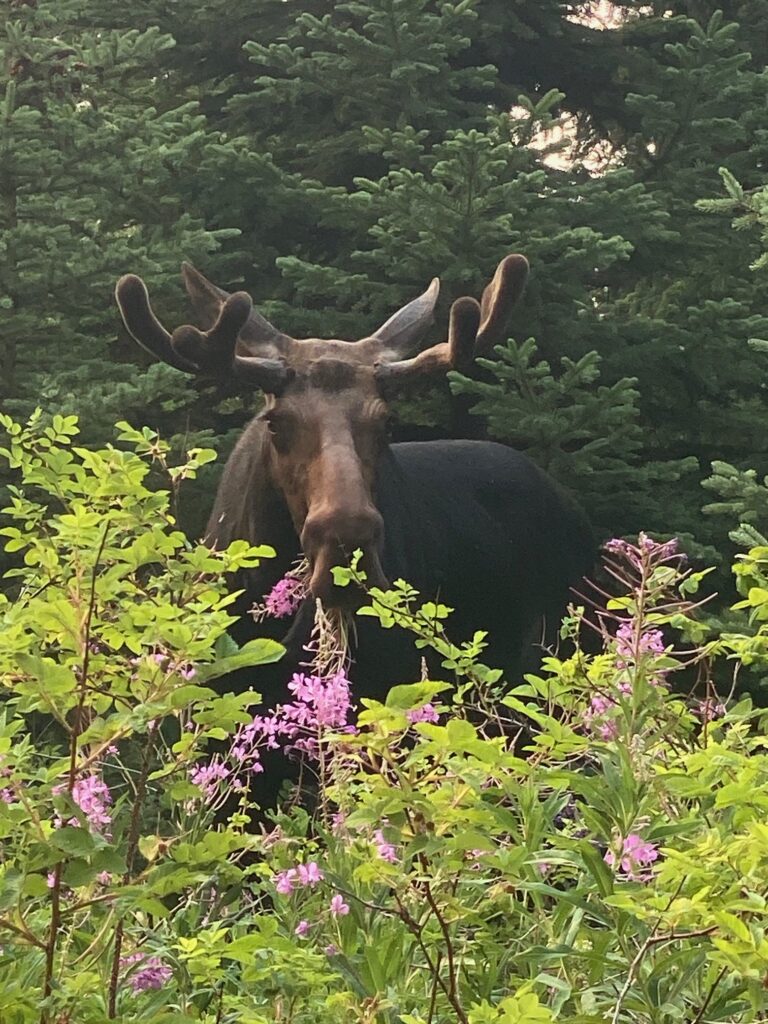 moose with fireweed in its mouth, trees in background, shrubs in foreground, smoky skies