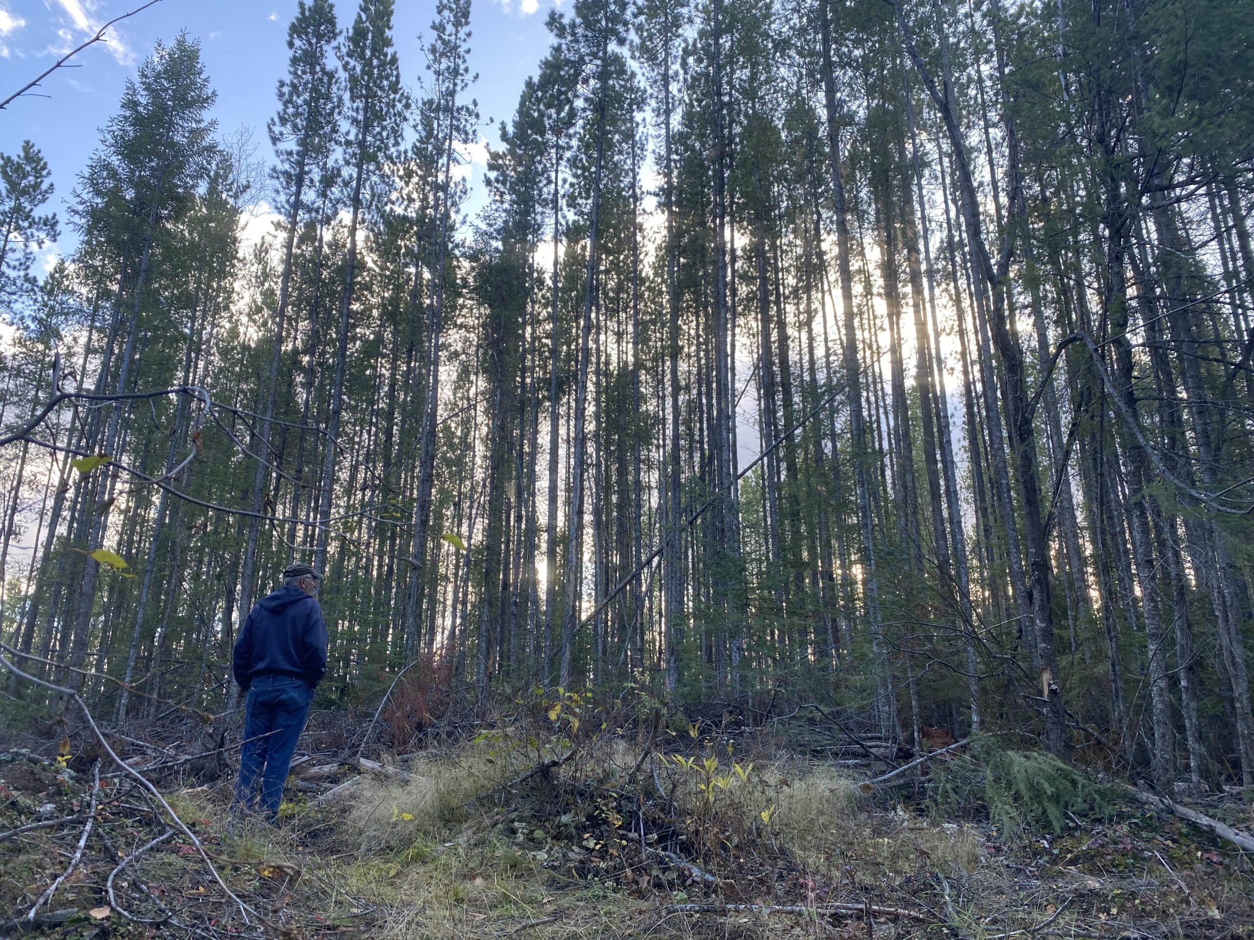 Woodlots leading the way to innovative practices Woodlots BC