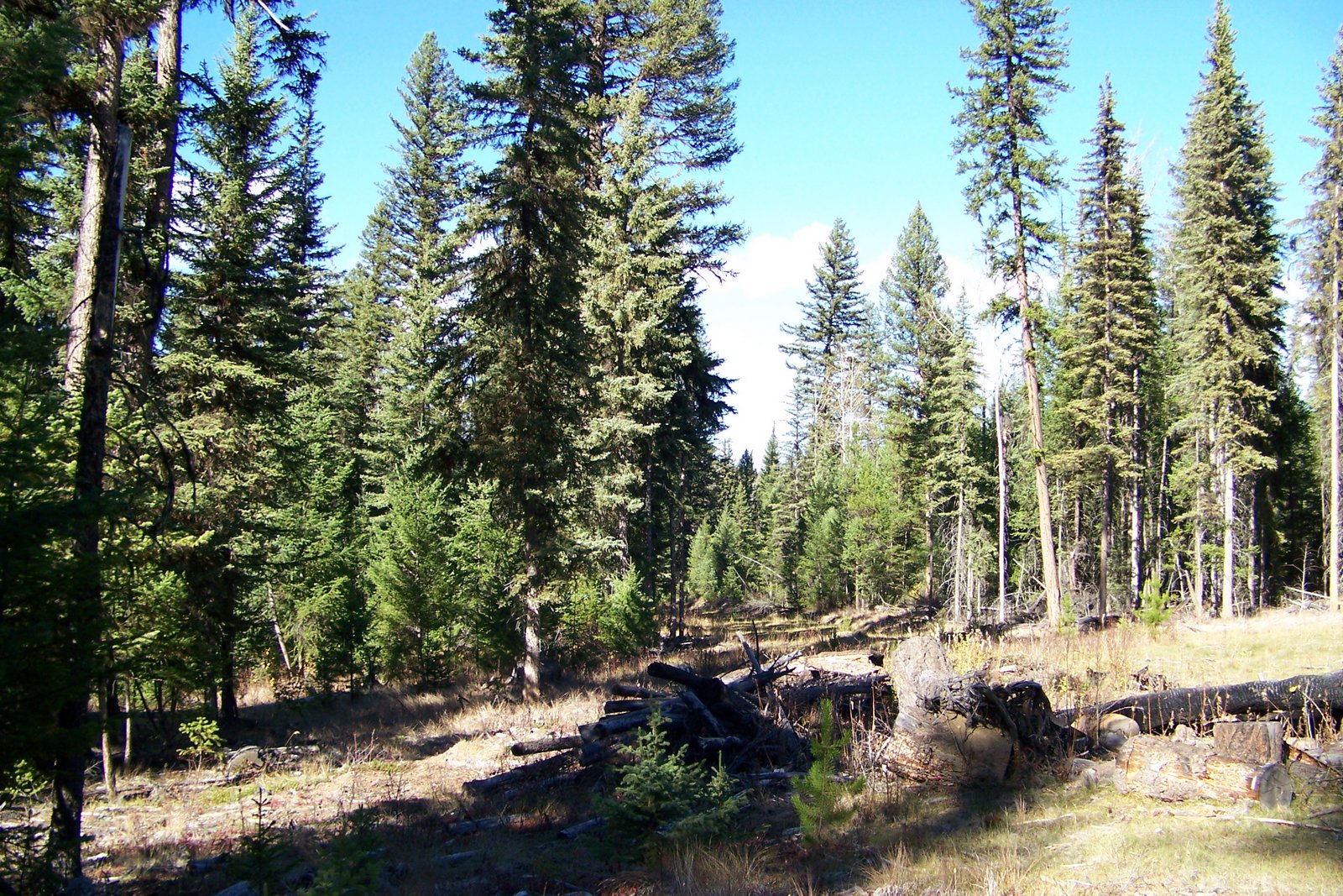 An Oral History of Woodlots Woodlots BC